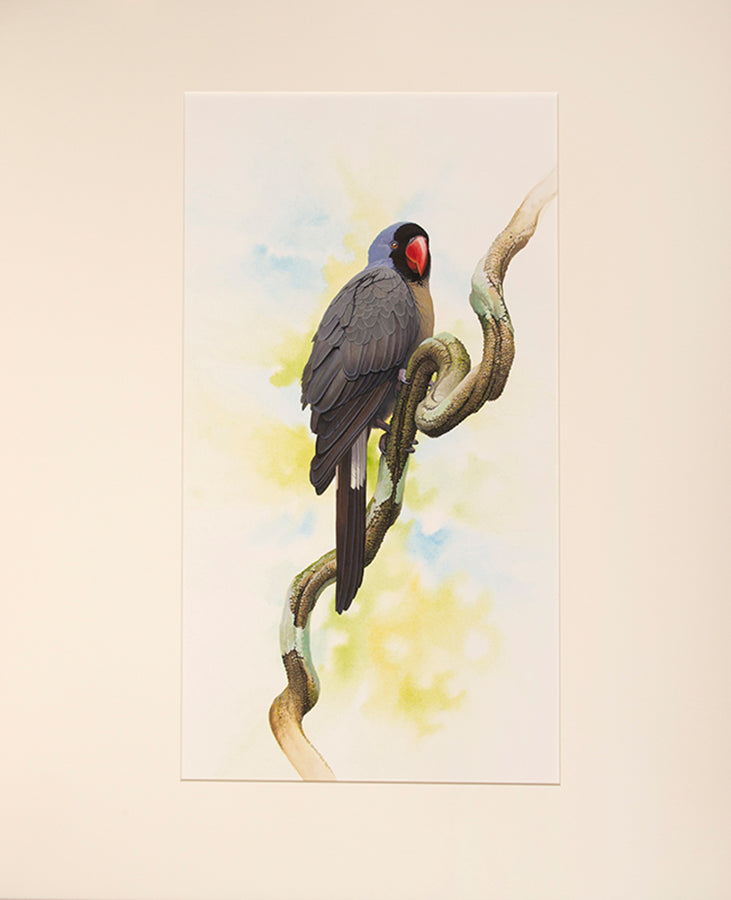 Fine original watercolours by Peter Schouten for Tim Flannery's A Gap in Nature