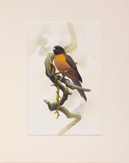Fine original watercolours by Peter Schouten for Tim Flannery's A Gap in Nature