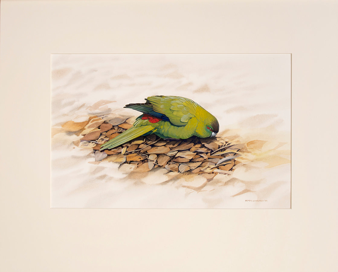 Fine original watercolours by Peter Schouten for Tim Flannery's A Gap in Nature