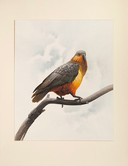 Fine original watercolours by Peter Schouten for Tim Flannery's A Gap in Nature