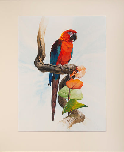 Fine original watercolours by Peter Schouten for Tim Flannery's A Gap in Nature