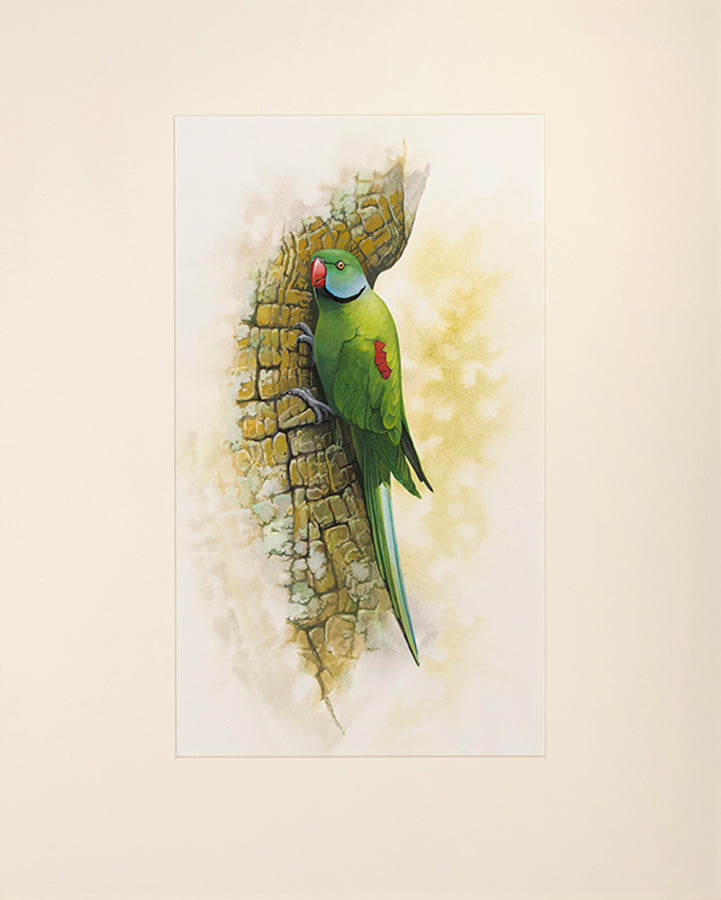 Fine original watercolours by Peter Schouten for Tim Flannery's A Gap in Nature