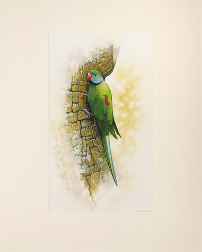 Fine original watercolours by Peter Schouten for Tim Flannery's A Gap in Nature