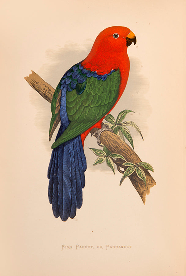 The first edition of Greene's Parrots in Captivity, the first book to deal exclusively with the subject matter, illustrated with 81 colour plates.