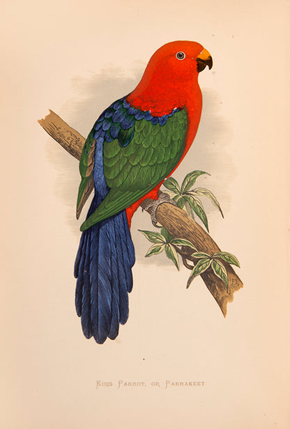 The first edition of Greene's Parrots in Captivity, the first book to deal exclusively with the subject matter, illustrated with 81 colour plates.