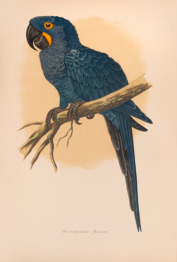 The first edition of Greene's Parrots in Captivity, the first book to deal exclusively with the subject matter, illustrated with 81 colour plates.