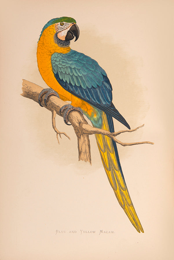 The first edition of Greene's Parrots in Captivity, the first book to deal exclusively with the subject matter, illustrated with 81 colour plates.