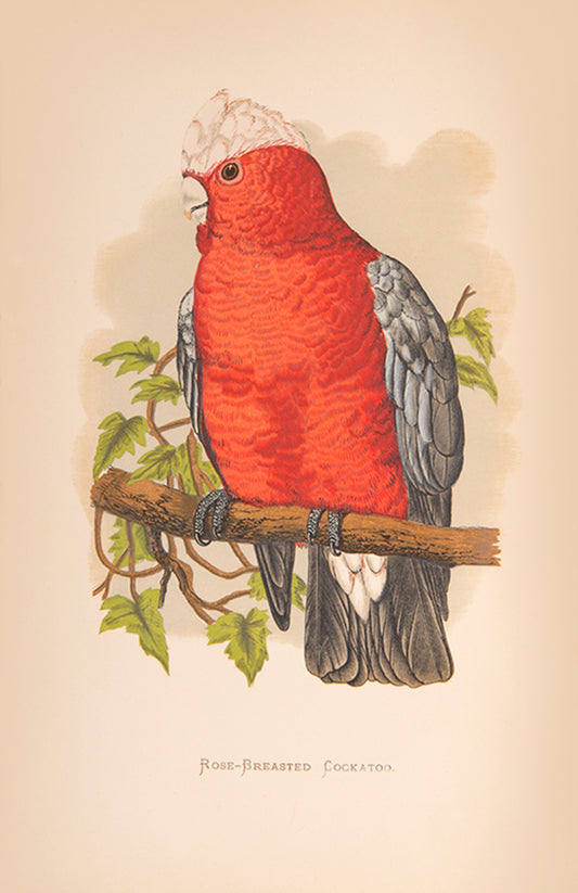 The first edition of Greene's Parrots in Captivity, the first book to deal exclusively with the subject matter, illustrated with 81 colour plates.