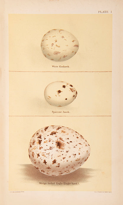 The scarce variant issue in two volumes of Archibald Campbell's Nests and Eggs of Australia, richly illustrated with 28 chromolithographs and 121 photographic plates.