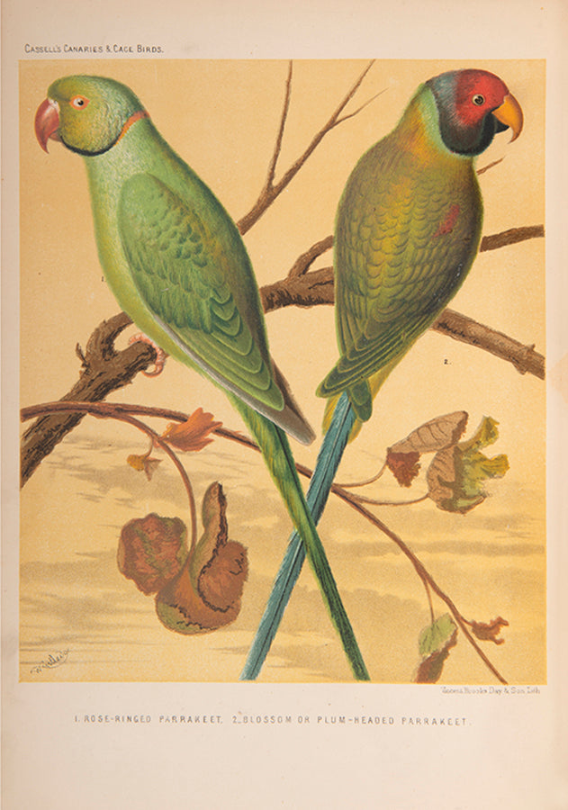 The Illustated Book of Canaries and Cage Birds, a beautifully illustrated introductory guide with 56 chromolithographed plates