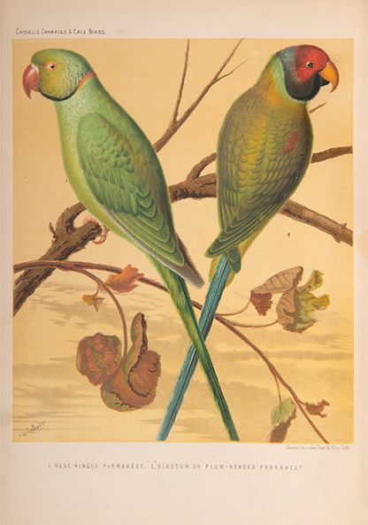 The Illustated Book of Canaries and Cage Birds, a beautifully illustrated introductory guide with 56 chromolithographed plates