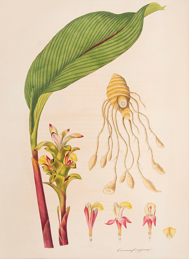 First edition of Monandrian Plants by William Roscoe, one of the most impressive lithographed botanical books.