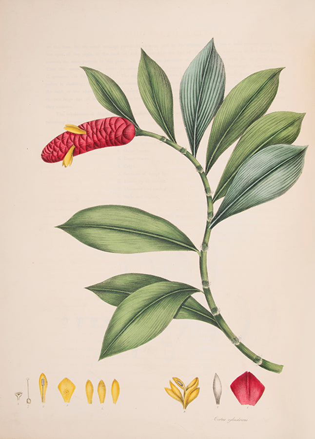 First edition of Monandrian Plants by William Roscoe, one of the most impressive lithographed botanical books.