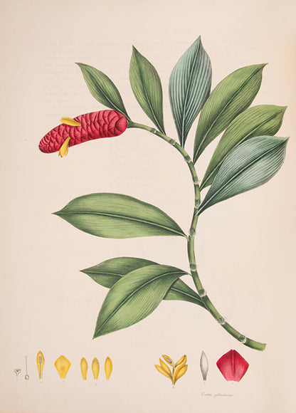 First edition of Monandrian Plants by William Roscoe, one of the most impressive lithographed botanical books.