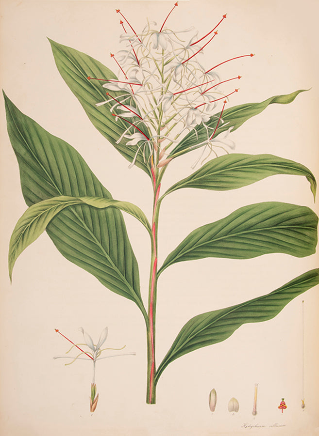 First edition of Monandrian Plants by William Roscoe, one of the most impressive lithographed botanical books.