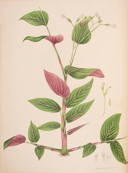 First edition of Monandrian Plants by William Roscoe, one of the most impressive lithographed botanical books.