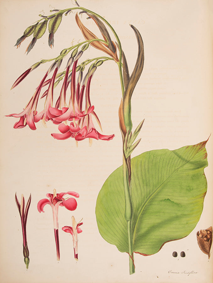 First edition of Monandrian Plants by William Roscoe, one of the most impressive lithographed botanical books.