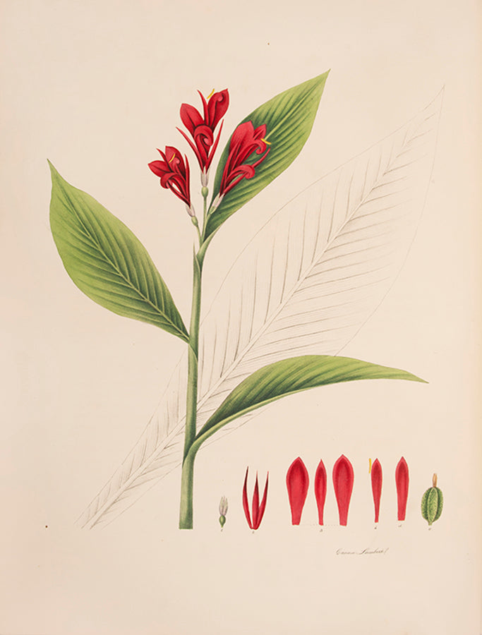 First edition of Monandrian Plants by William Roscoe, one of the most impressive lithographed botanical books.