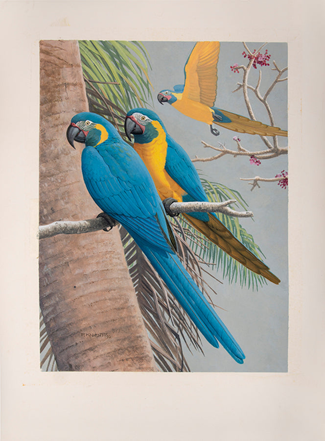 A fine set of 37 original watercolours by Frank Knight for Joseph Forshaw's Vanished and Vanishing Parrots.