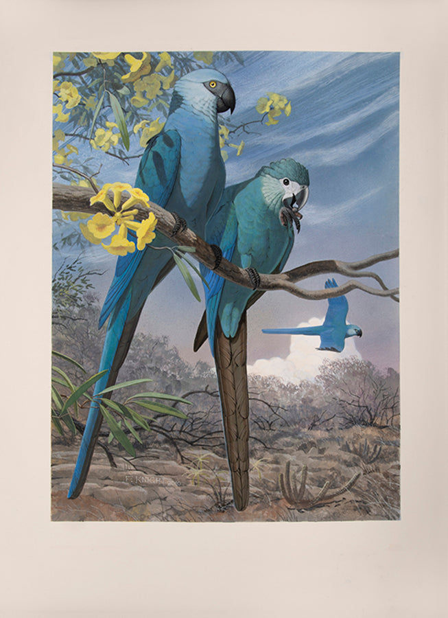 A fine set of 37 original watercolours by Frank Knight for Joseph Forshaw's Vanished and Vanishing Parrots.