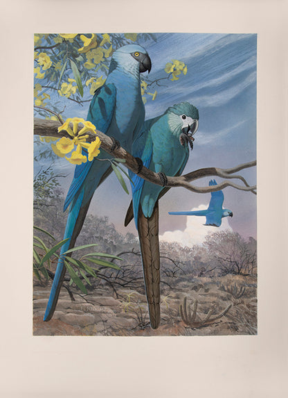 A fine set of 37 original watercolours by Frank Knight for Joseph Forshaw's Vanished and Vanishing Parrots.