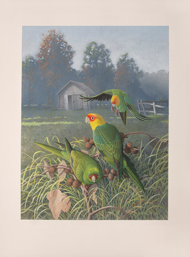A fine set of 37 original watercolours by Frank Knight for Joseph Forshaw's Vanished and Vanishing Parrots.