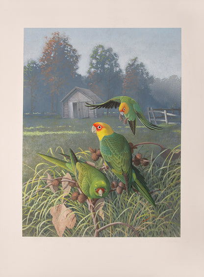 A fine set of 37 original watercolours by Frank Knight for Joseph Forshaw's Vanished and Vanishing Parrots.