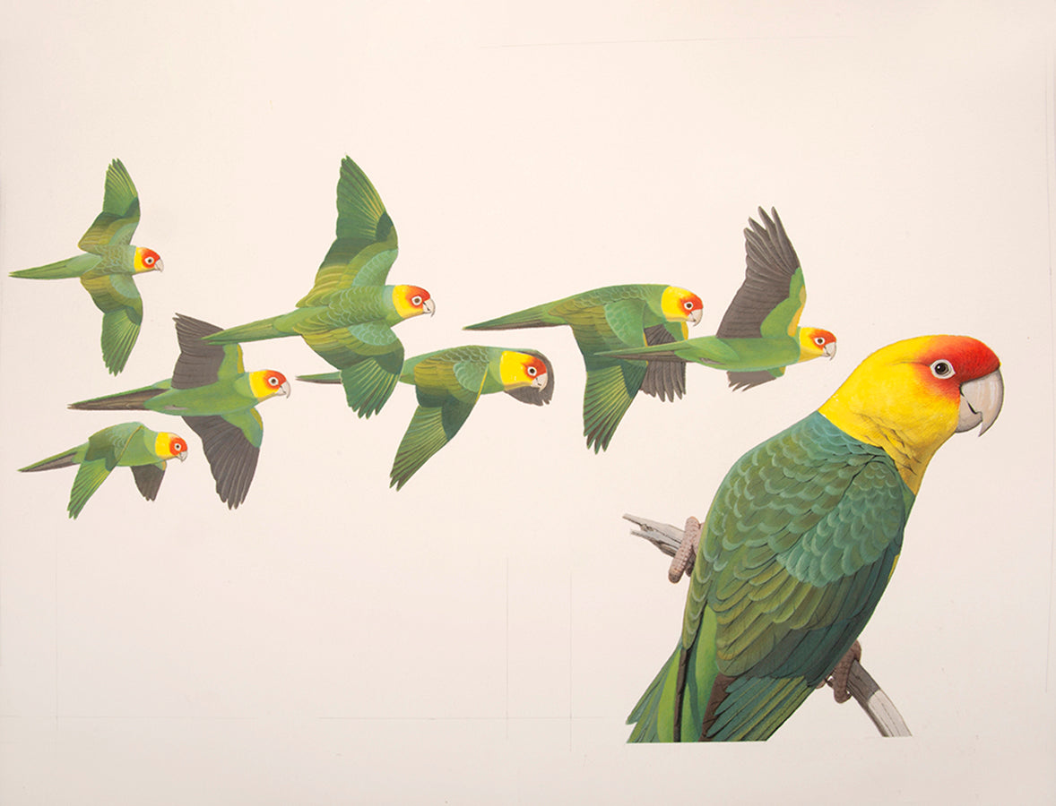 A fine set of 37 original watercolours by Frank Knight for Joseph Forshaw's Vanished and Vanishing Parrots.