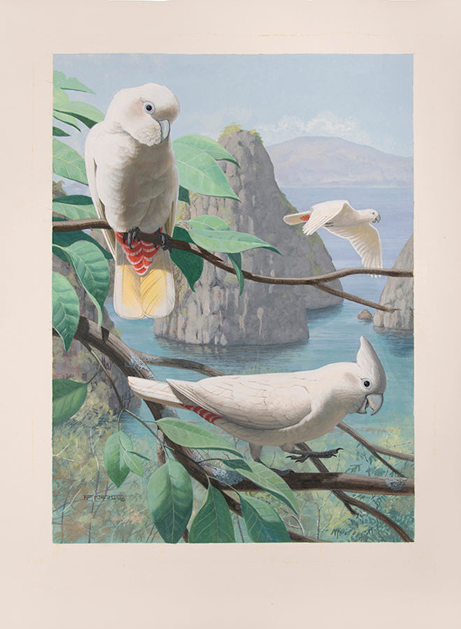 A fine set of 37 original watercolours by Frank Knight for Joseph Forshaw's Vanished and Vanishing Parrots.