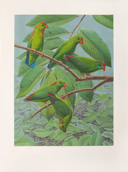 A fine set of 37 original watercolours by Frank Knight for Joseph Forshaw's Vanished and Vanishing Parrots.