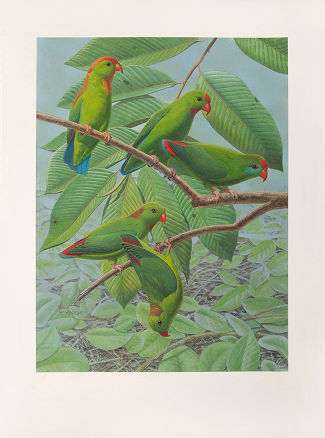 A fine set of 37 original watercolours by Frank Knight for Joseph Forshaw's Vanished and Vanishing Parrots.