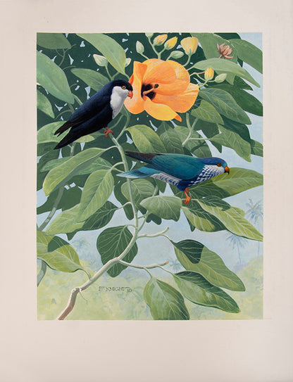 A fine set of 37 original watercolours by Frank Knight for Joseph Forshaw's Vanished and Vanishing Parrots.