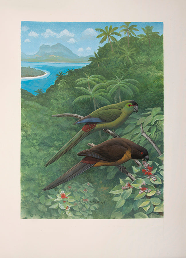 A fine set of 37 original watercolours by Frank Knight for Joseph Forshaw's Vanished and Vanishing Parrots.