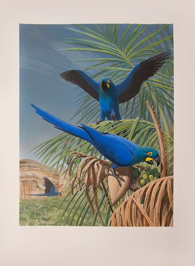 A fine set of 37 original watercolours by Frank Knight for Joseph Forshaw's Vanished and Vanishing Parrots.