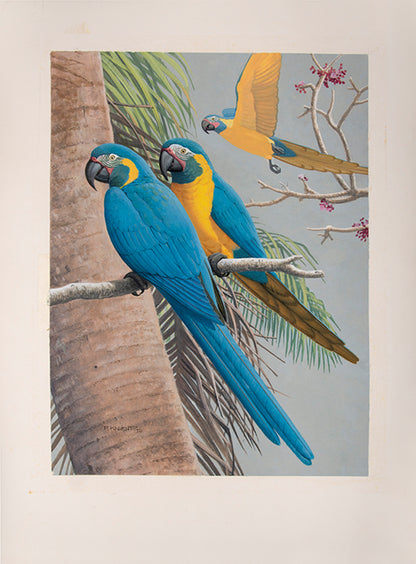 A fine set of 37 original watercolours by Frank Knight for Joseph Forshaw's Vanished and Vanishing Parrots.