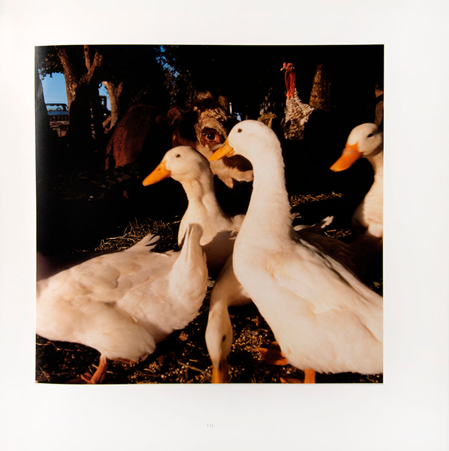Alessandra Sanguinetti's On the Sixth Day, set in the Buenos Aires province Partido de Guido, explores the interdependent relationship between local farmers and the animals they raise for food. 