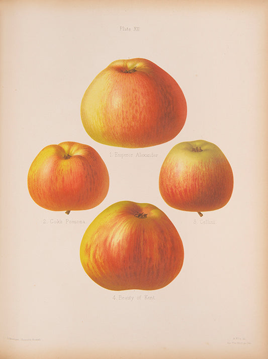 The Herefordshire Pomona is a classic in the science and practice of pomology.