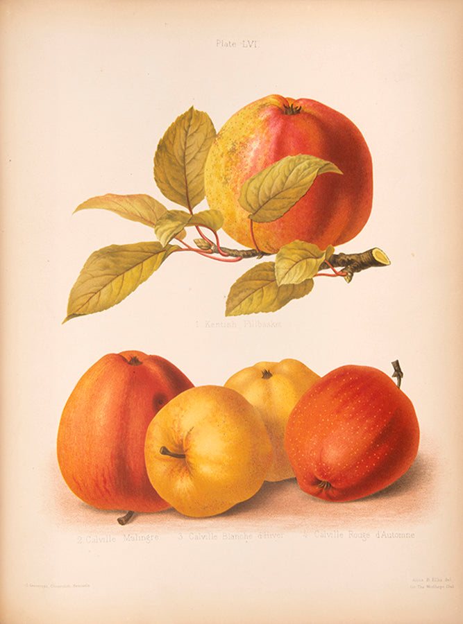 The Herefordshire Pomona is a classic in the science and practice of pomology.