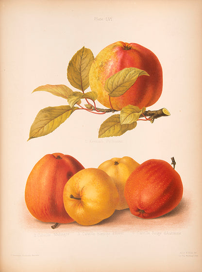 The Herefordshire Pomona is a classic in the science and practice of pomology.