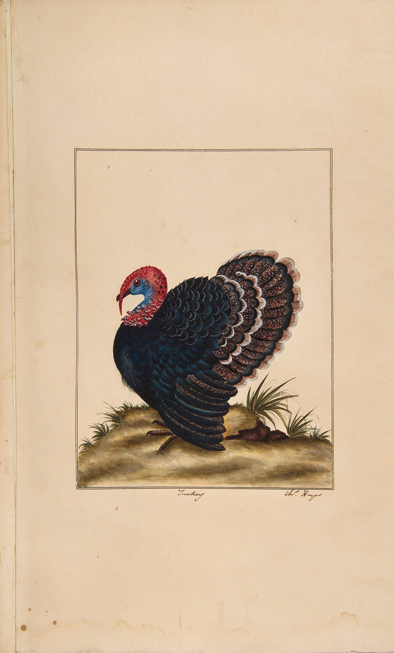A rare and extremly fine collection of 115 watercolours by the noted ornithological artist Charles Hayes, produced between 1808 and 1813.