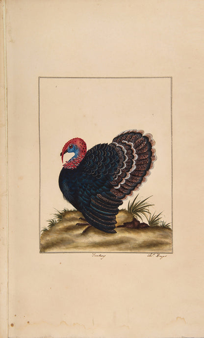 A rare and extremly fine collection of 115 watercolours by the noted ornithological artist Charles Hayes, produced between 1808 and 1813.