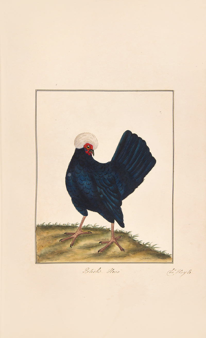 A rare and extremly fine collection of 115 watercolours by the noted ornithological artist Charles Hayes, produced between 1808 and 1813.