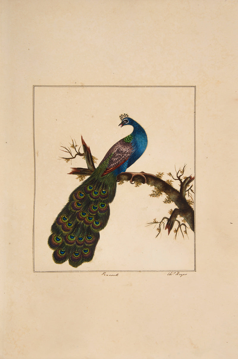 A rare and extremly fine collection of 115 watercolours by the noted ornithological artist Charles Hayes, produced between 1808 and 1813.