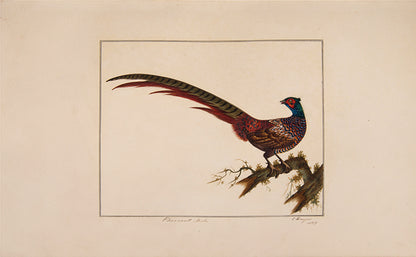 A rare and extremly fine collection of 115 watercolours by the noted ornithological artist Charles Hayes, produced between 1808 and 1813.