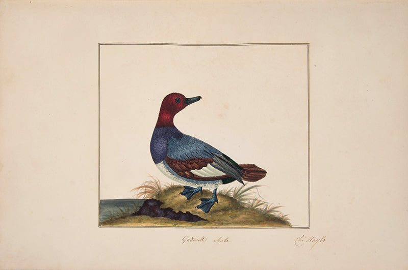 A rare and extremly fine collection of 115 watercolours by the noted ornithological artist Charles Hayes, produced between 1808 and 1813.