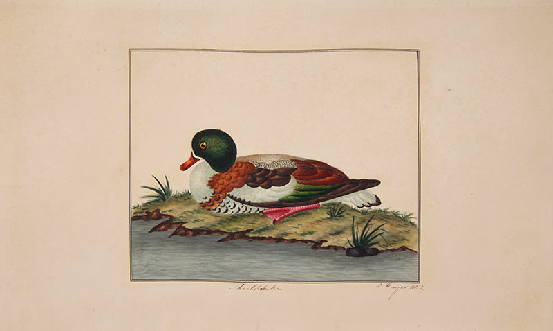 A rare and extremly fine collection of 115 watercolours by the noted ornithological artist Charles Hayes, produced between 1808 and 1813.