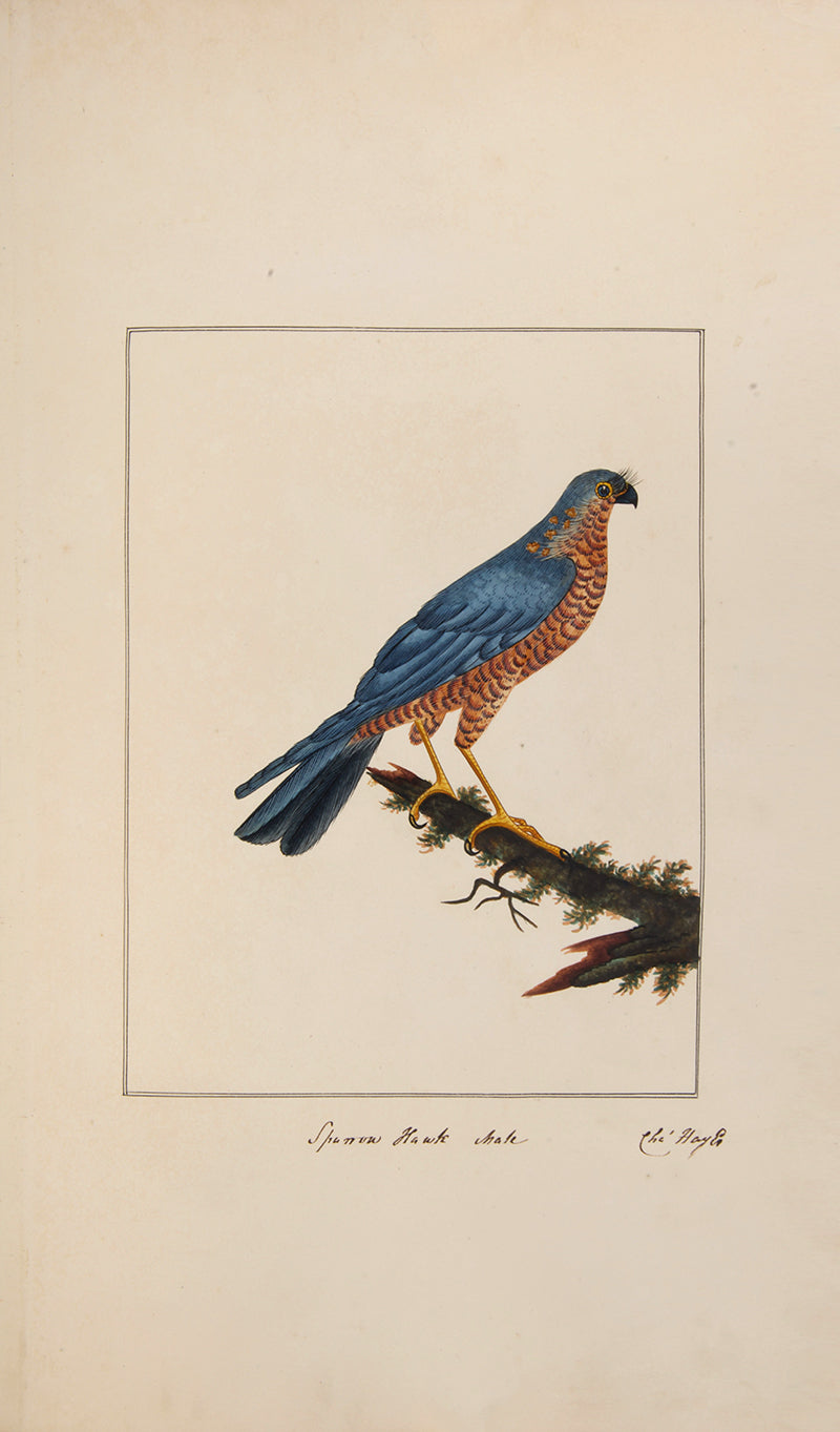 A rare and extremly fine collection of 115 watercolours by the noted ornithological artist Charles Hayes, produced between 1808 and 1813.