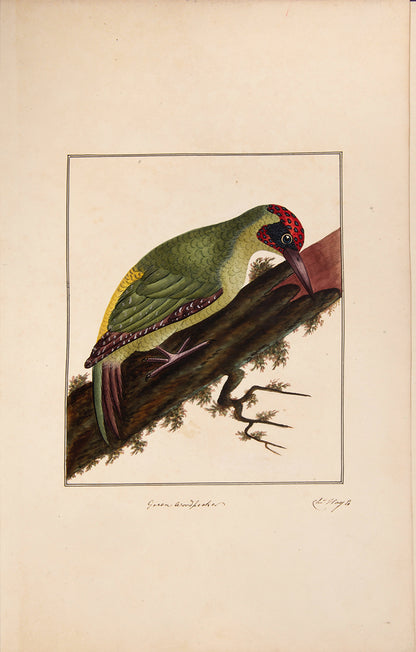A rare and extremly fine collection of 115 watercolours by the noted ornithological artist Charles Hayes, produced between 1808 and 1813.