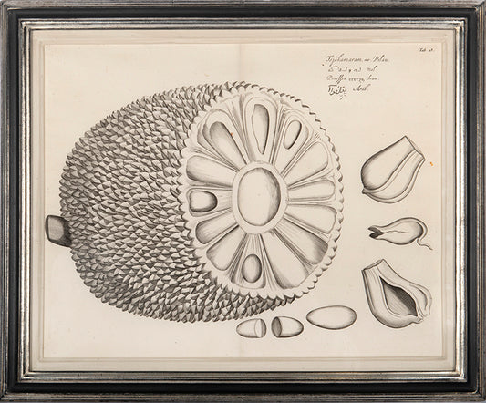 Three engraved double-page plates from Hortus Malabaricus 1678.<br />Framed and glazed.