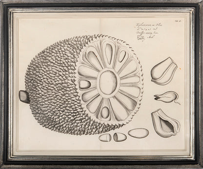 Three engraved double-page plates from Hortus Malabaricus 1678.<br />Framed and glazed.